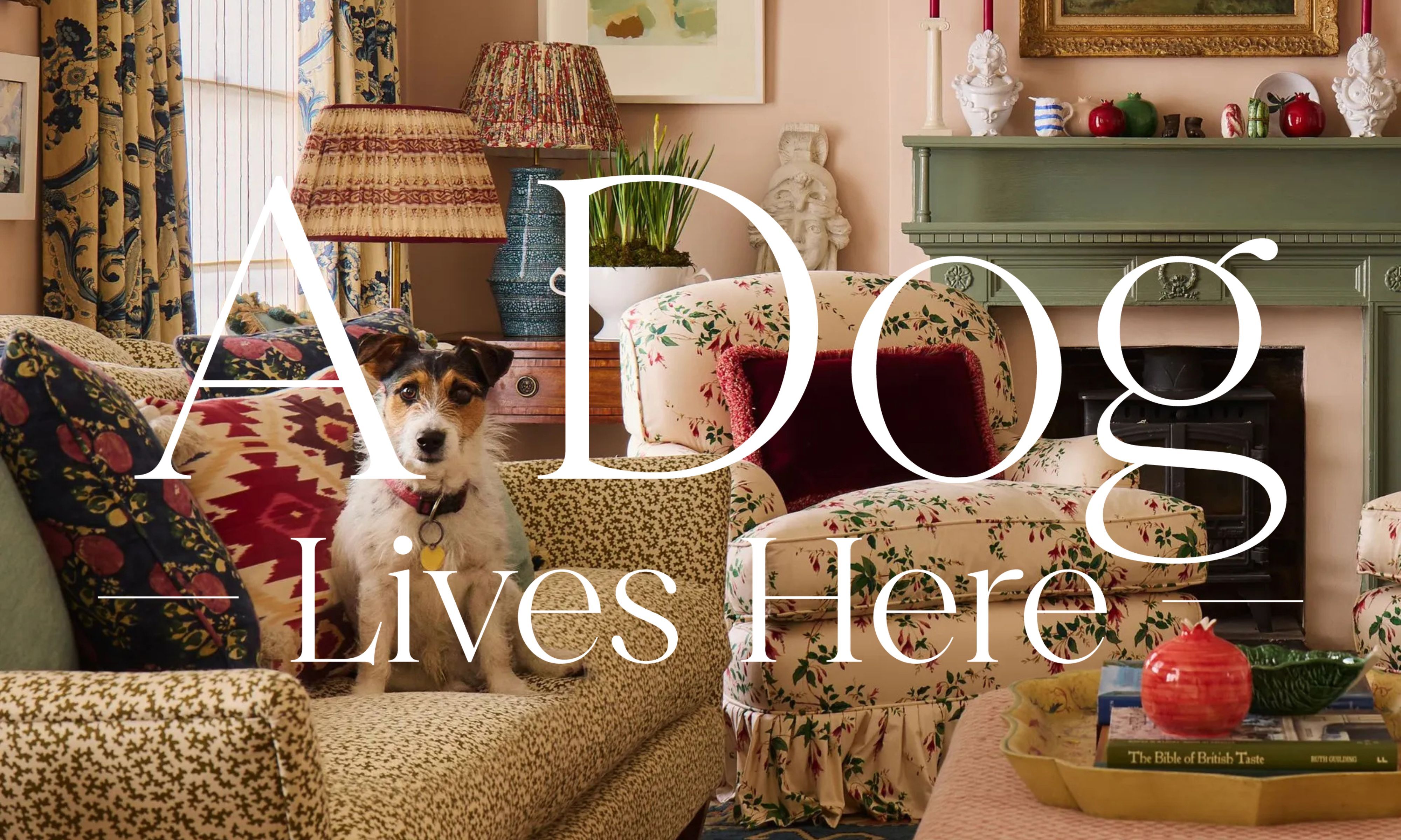 Image of a small dog on a patterned sofa in a maximalist living room, colorful chairs, curtains, lamps and decor surround