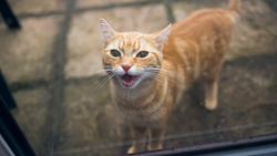 Orange cat with mouth open waiting to be let in at glass door