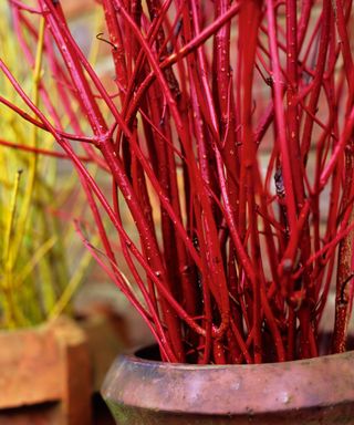 Red twig dogwood cornus in pot