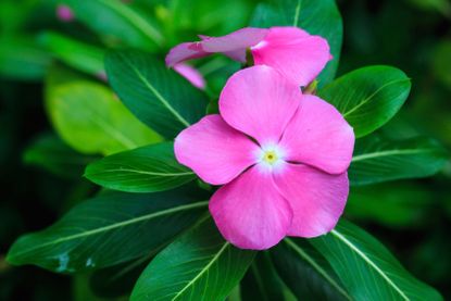 Pink Madagascar Rosy Periwinkle Plant