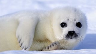 A harp seal in the snow in Mammals.