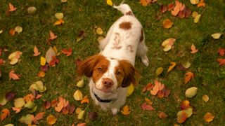 Brittany dog stood amongst autumn leaves staring up at camera