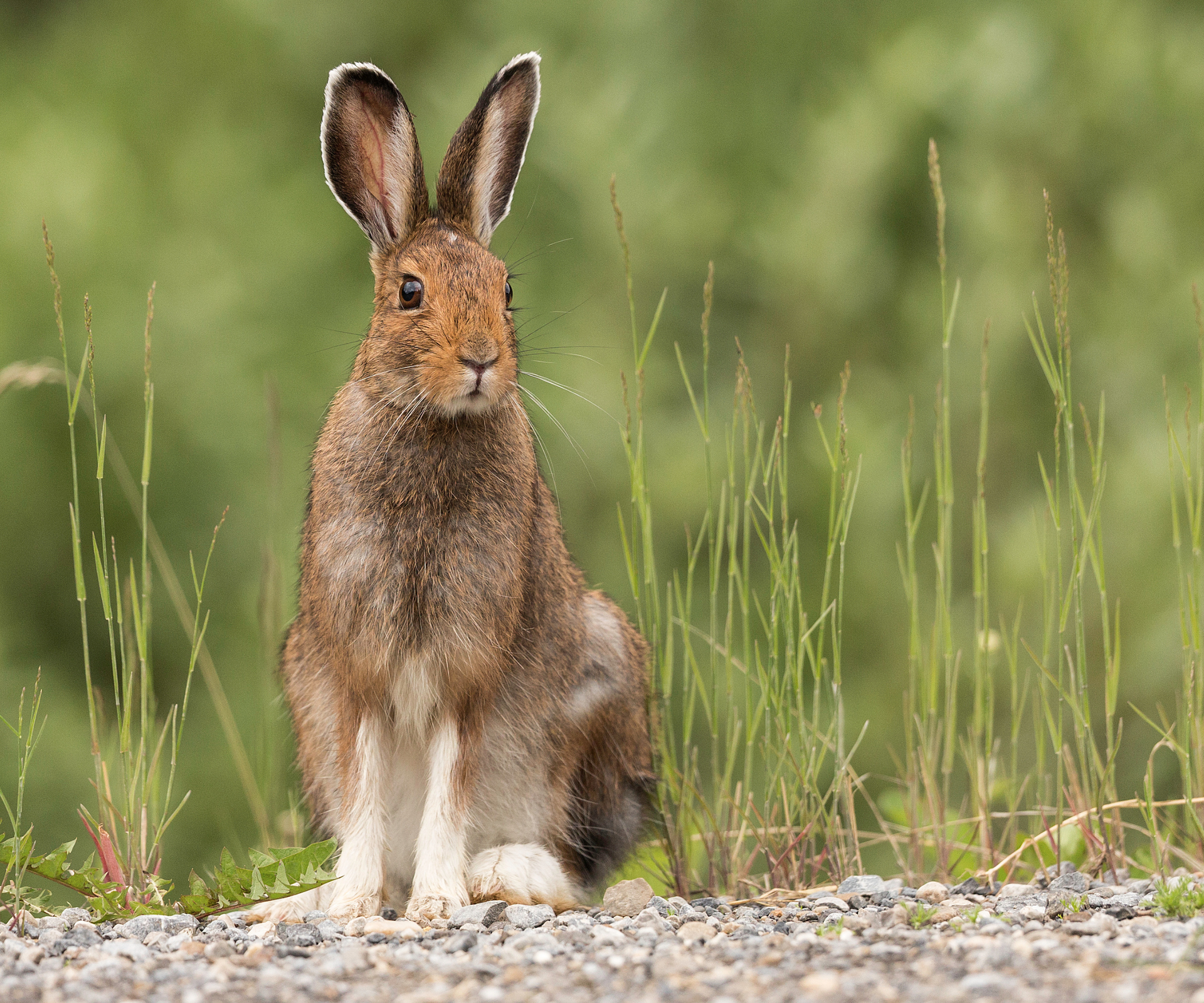 Your birth month woodland animal and the meaning behind your forest ...