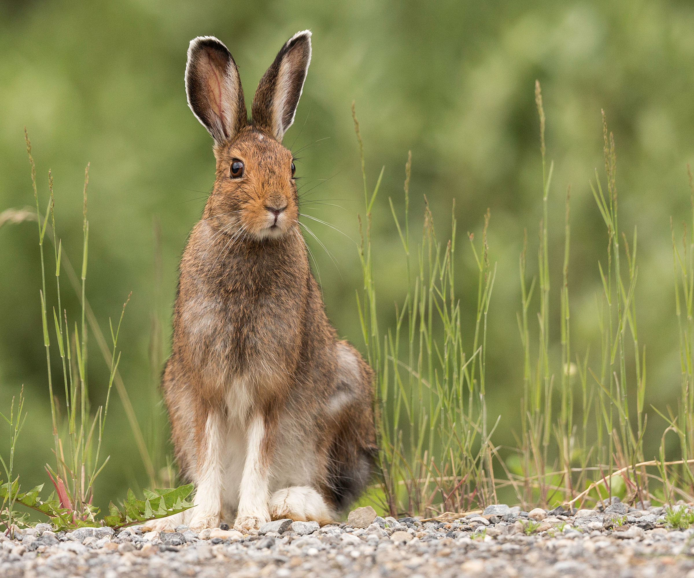 A Snowshoe Hare sits beside a gravel road in Kananaskis Country, Alberta, Canada.