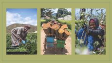 college of three women working in Kenya on green background