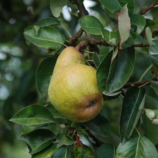 Bartlett Pear Tree