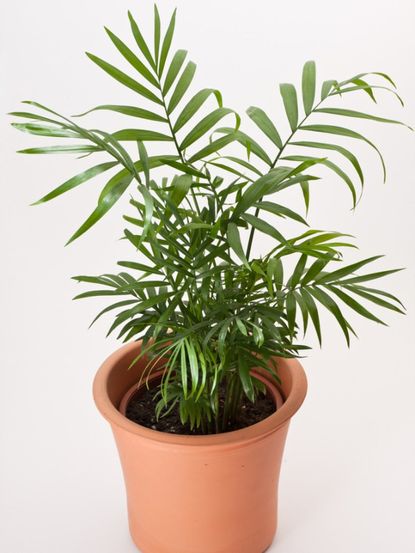 Potted Parlor Palm Plant