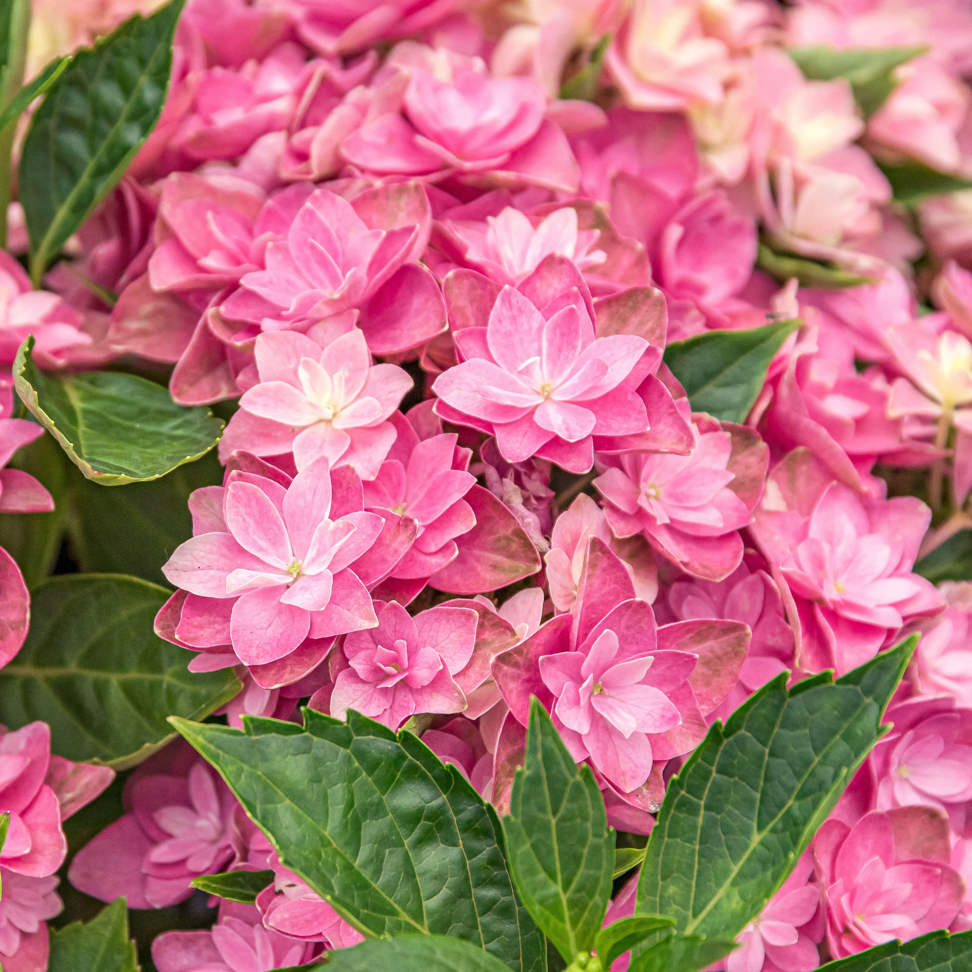 Close-up of pink double dutch hydrangea