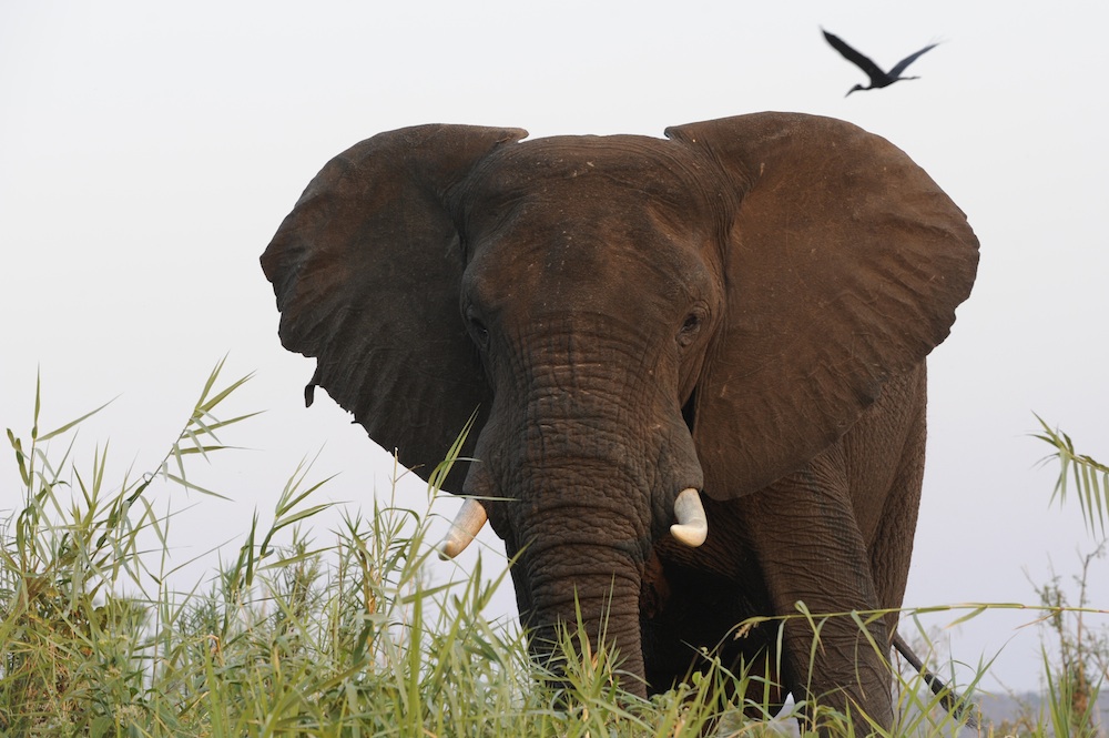 An elephant in a green field.
