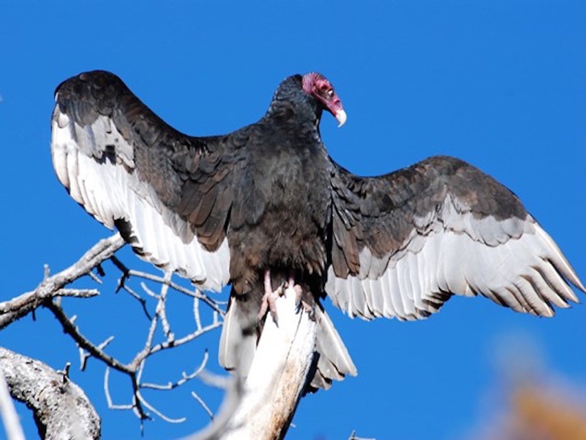 Turkey Vultures Photos Reveal An Icon Of The American West Live Science