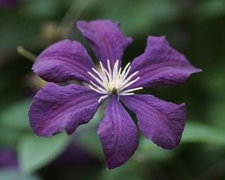 purple Clematis 'Etoile Violette' in bloom