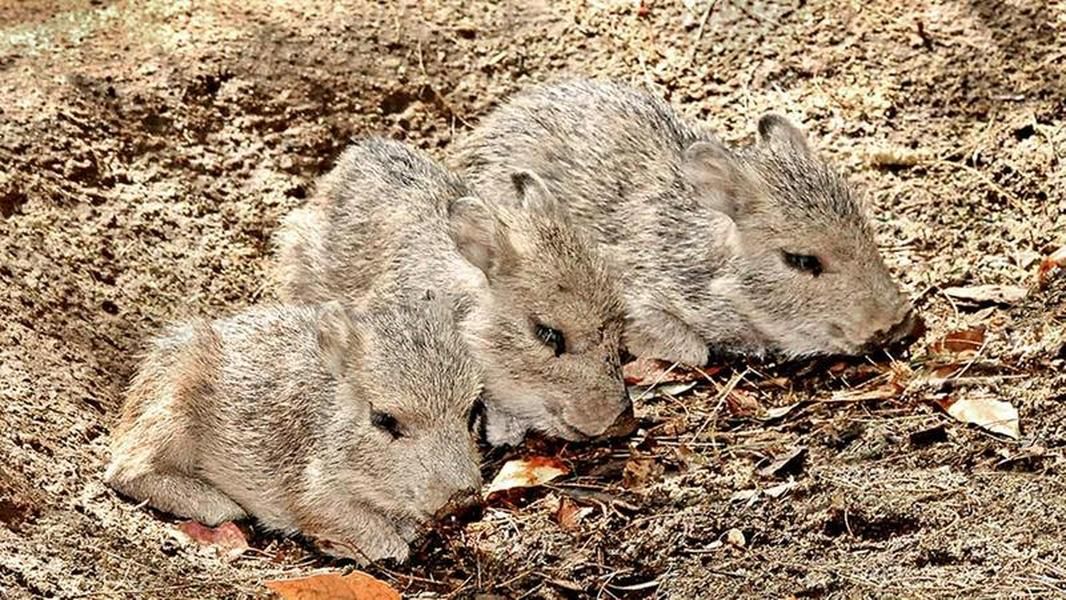 Very rare &amp;amp;mdash; and fluffy &amp;amp;mdash; set of triplets born at the Los Angeles Zoo