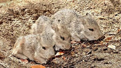 Very rare &mdash; and fluffy &mdash; set of triplets born at the Los Angeles Zoo
