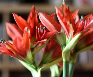Red flowers of amaryllis