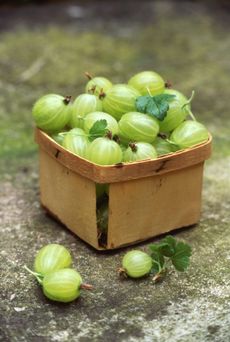 Wooden punnet of freshly picked gooseberries outdoors