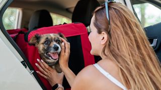 Dog in carrier