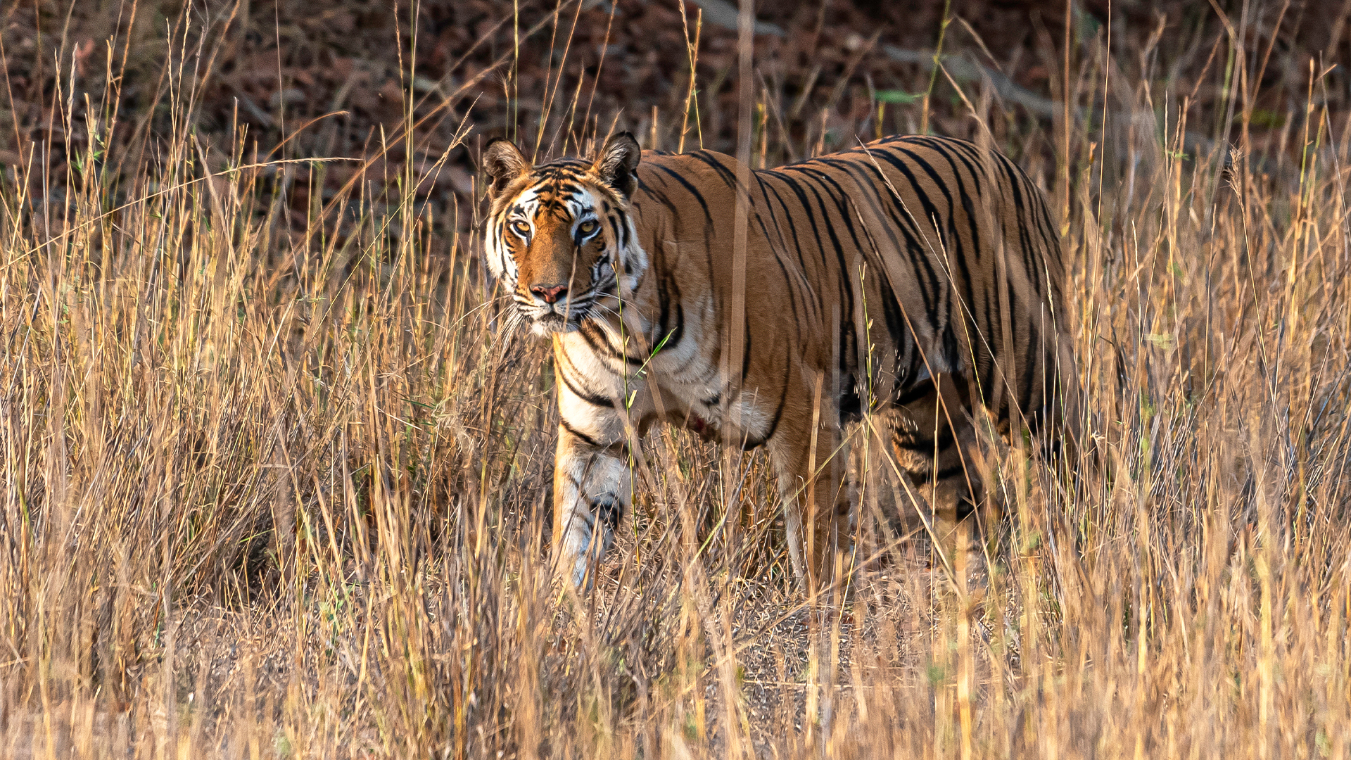 Retrato de tigre em pé em campo gramado, Bandhavgarh Tiger Reserve, Índia.