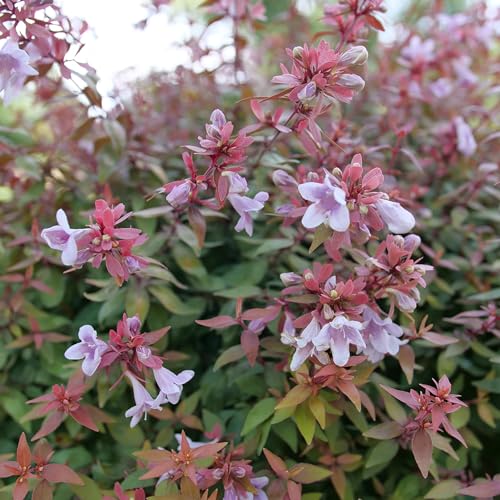 Poco Loco&amp;trade; Abelia - 4&quot; Pot - Proven Winners