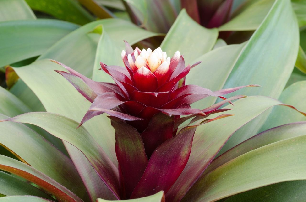 Blooming Bromeliad Plant