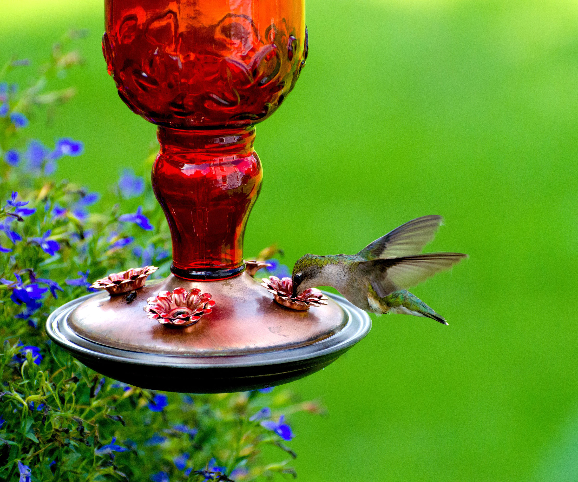 hummingbird feeding from bird feeder