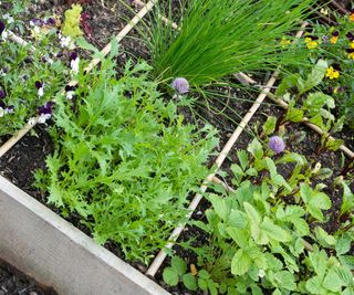 growing leafy greens and pansies in square foot gardening bed