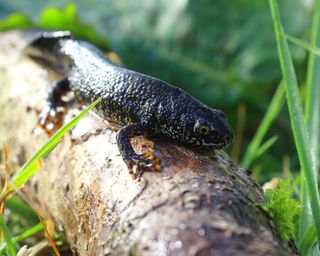 Great Crested newt on a log