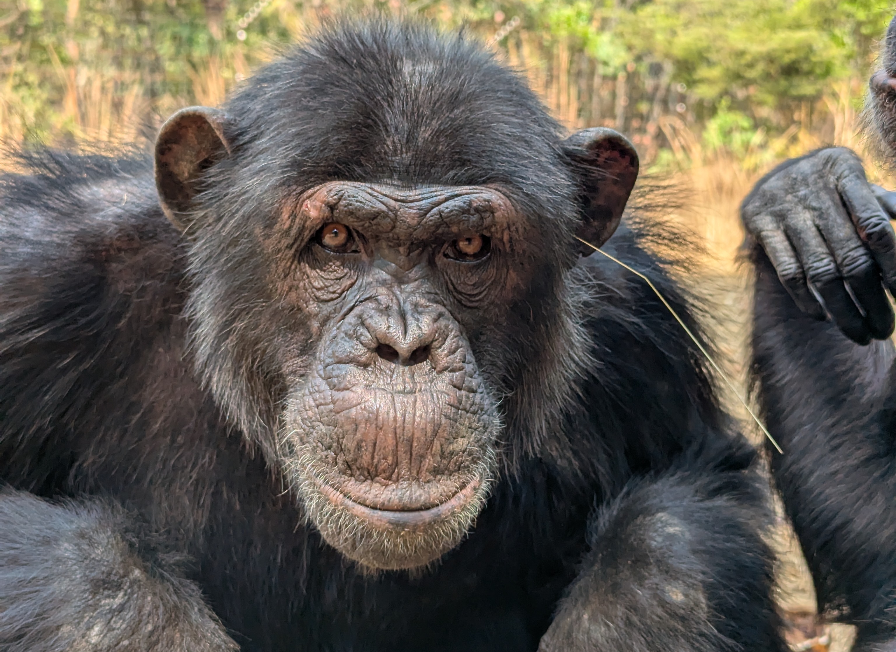 A photograph of an adult male chimp with grass dangling out of his ear at the Chimfunshi Wildlife Orphanage.
