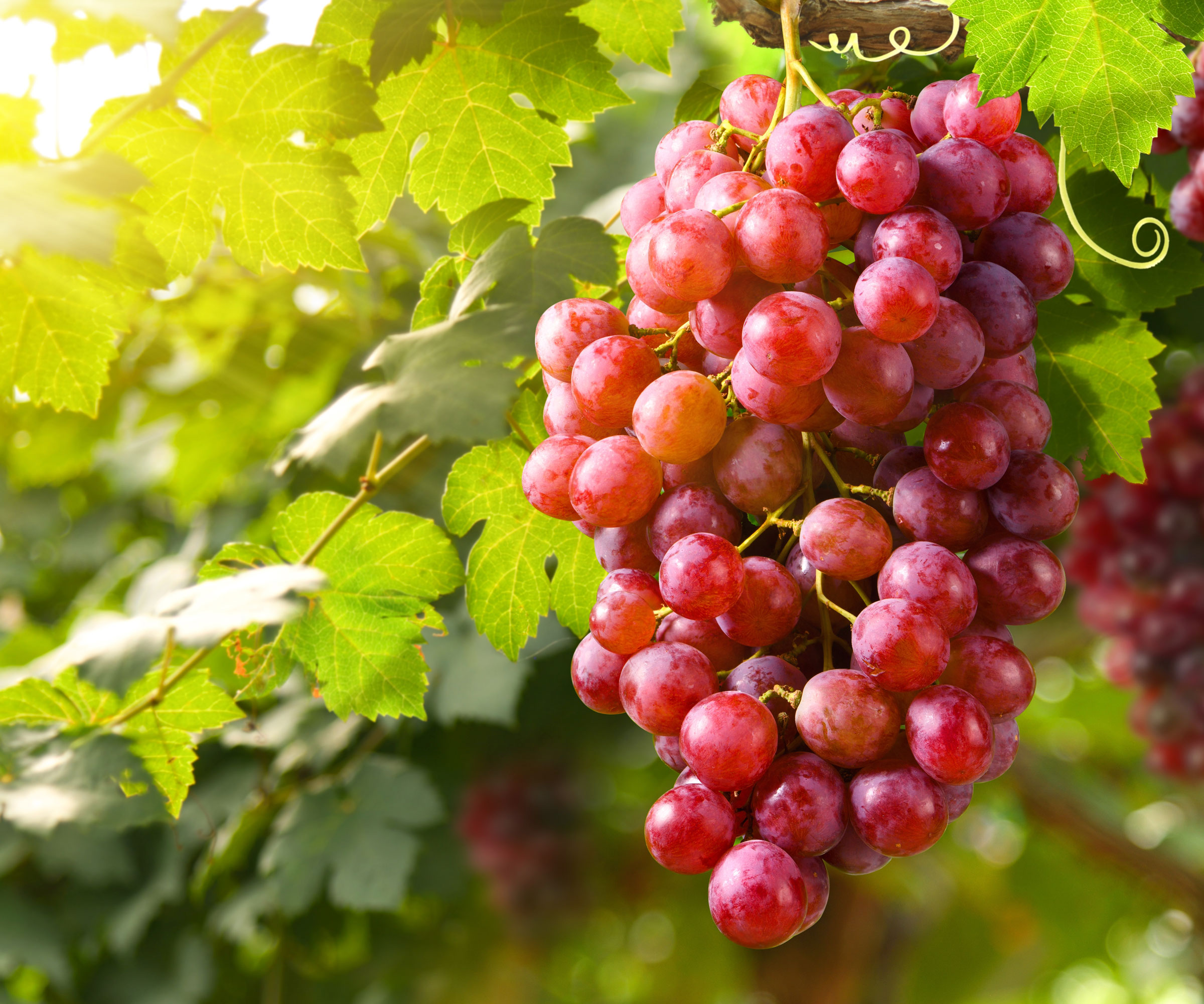 grape vine with red fruit