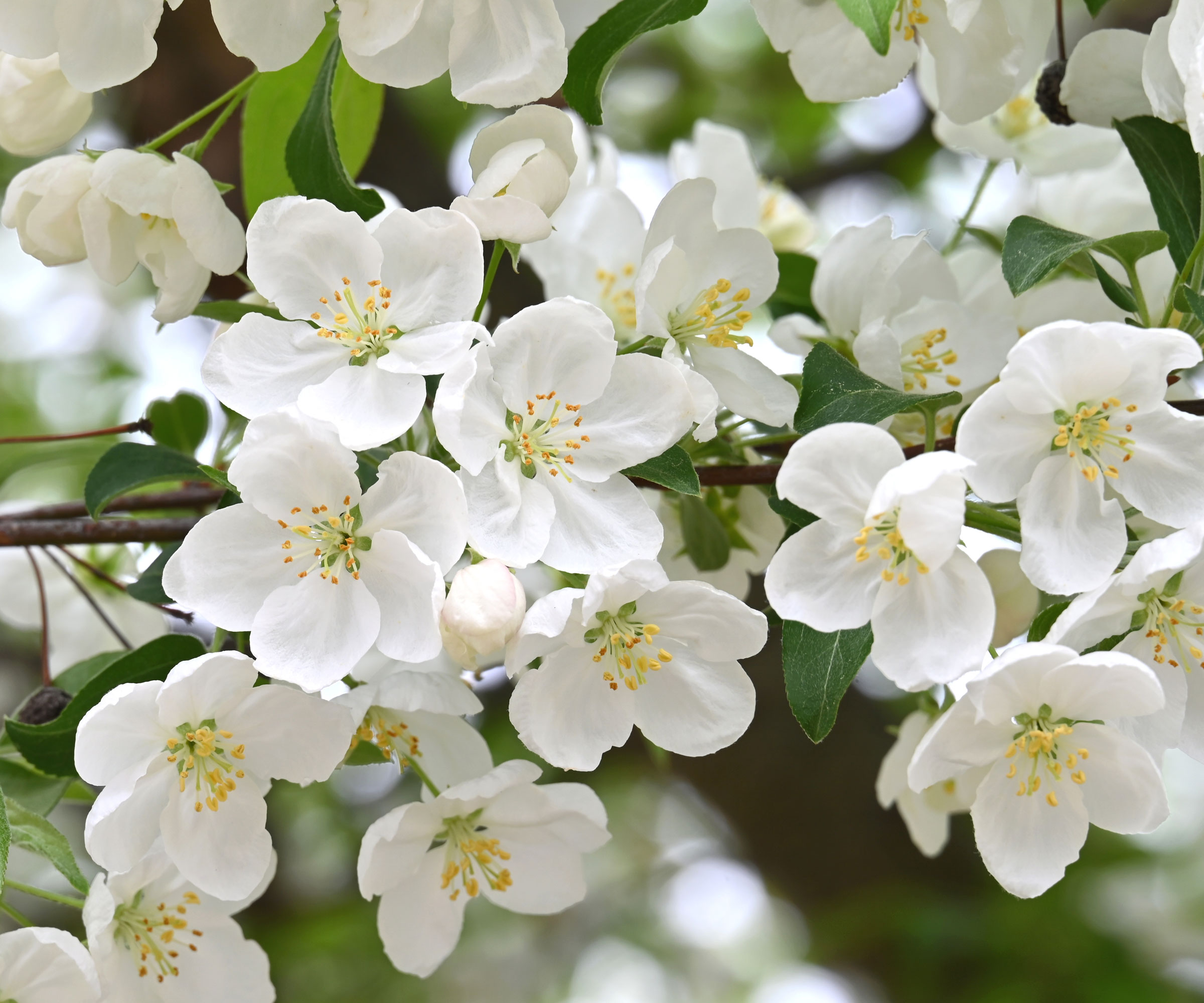 white flowering crabapple tree with white blossoms