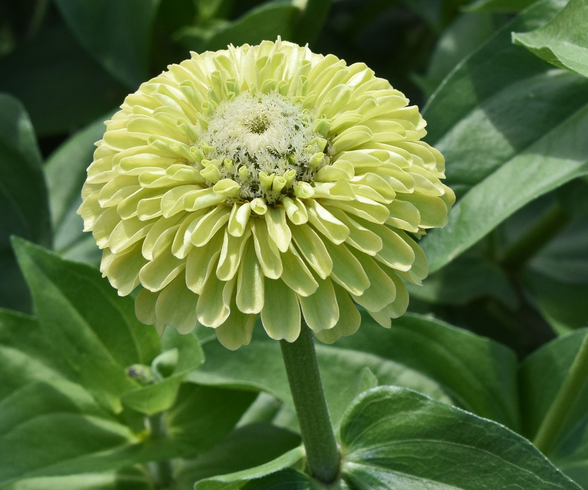 zinnia Green Envy in full bloom