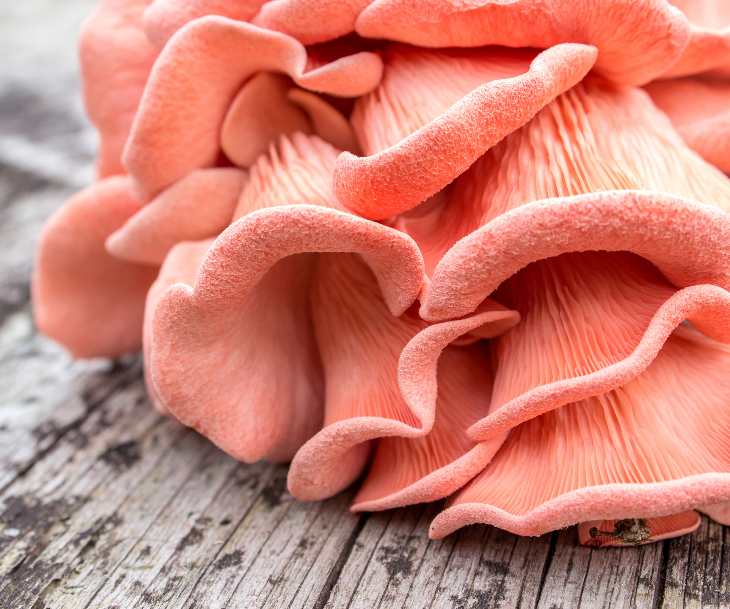 pink oyster mushrooms on table
