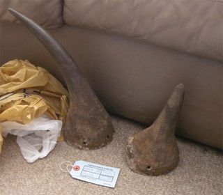 When federal agents raided Hausman’s Manhattan apartment in February 2012, they say they found four mounted black rhino heads, three of which had no horns, and one of which had fake horns. They say they also found six rhino horns, two of which are shown a