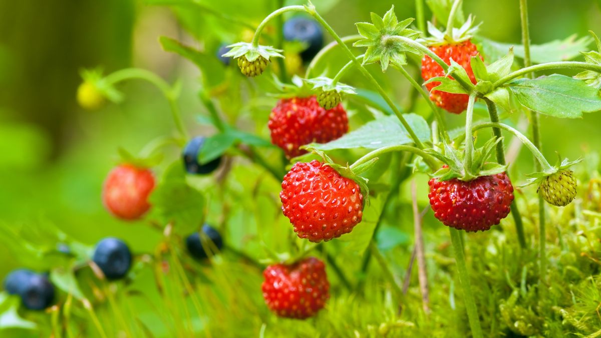 a close-up of wild strawberries and blueberries