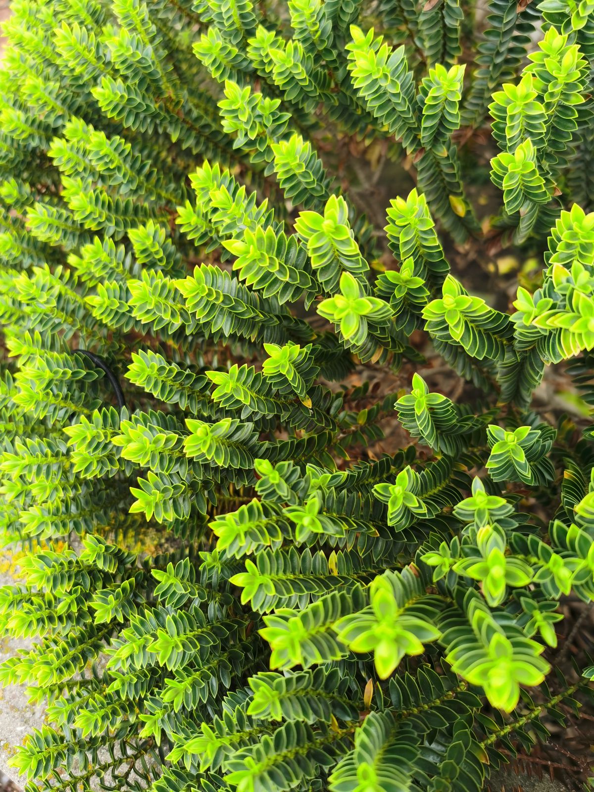 A wide-angle shot with the primary lens.