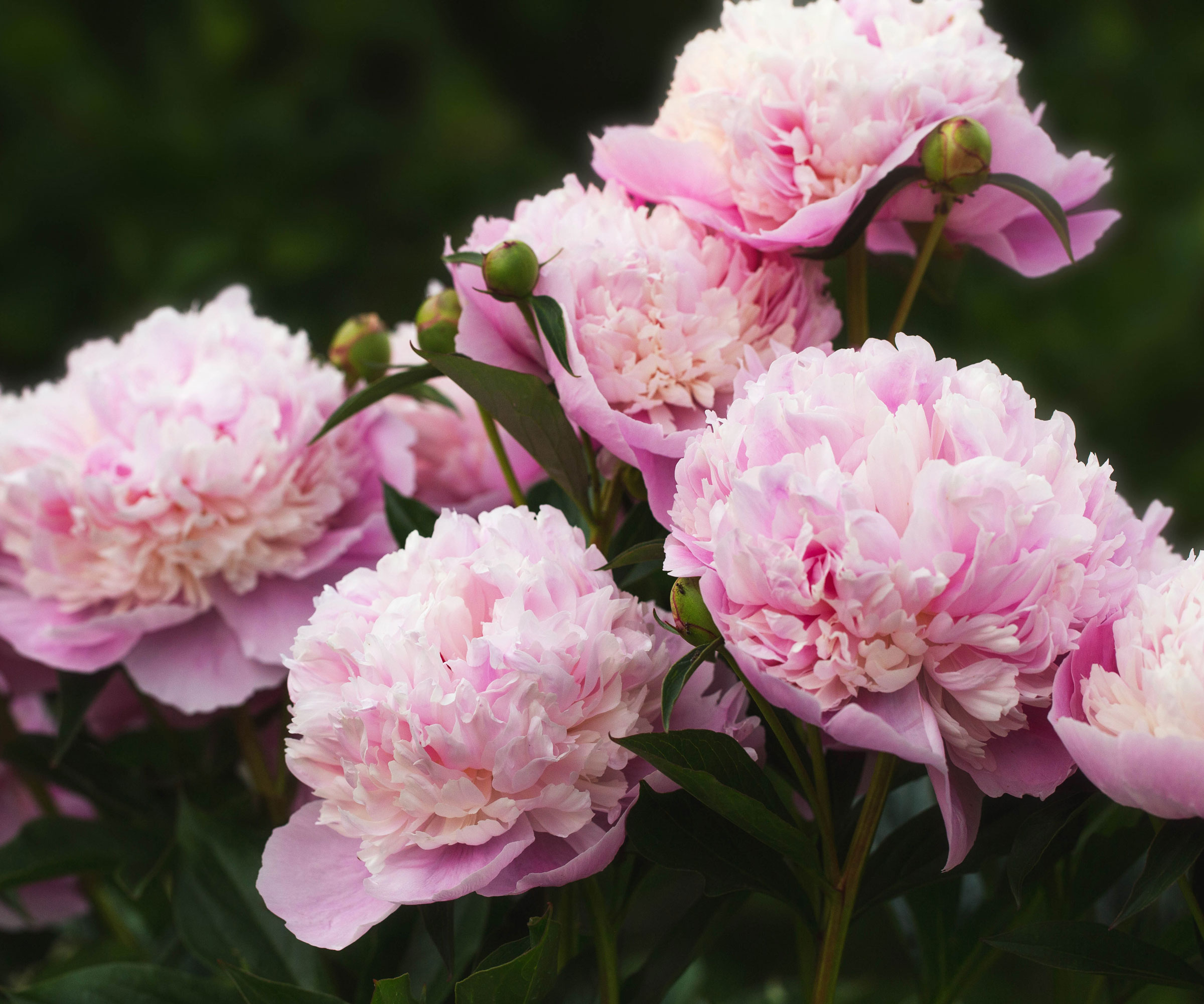 Sorbet peony plants in full bloom