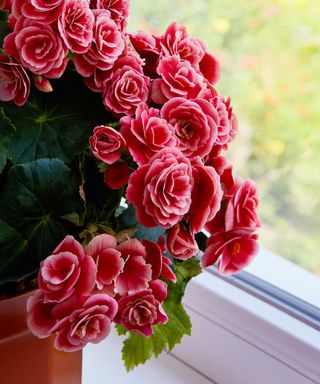 Pink flowers of potted begonia on indoor windowsill