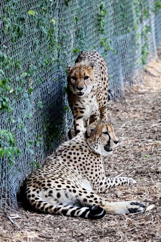 Cheetah twins arrive at the Denver Zoo in July 2012