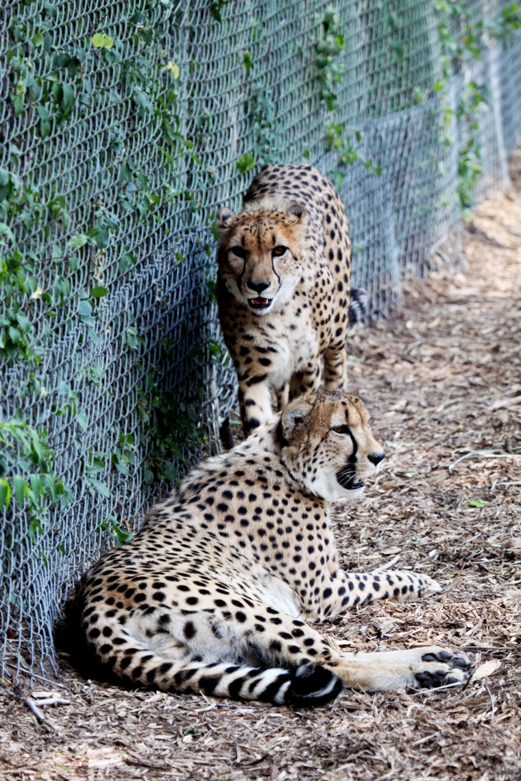Cheetah twins arrive at the Denver Zoo in July, 2012