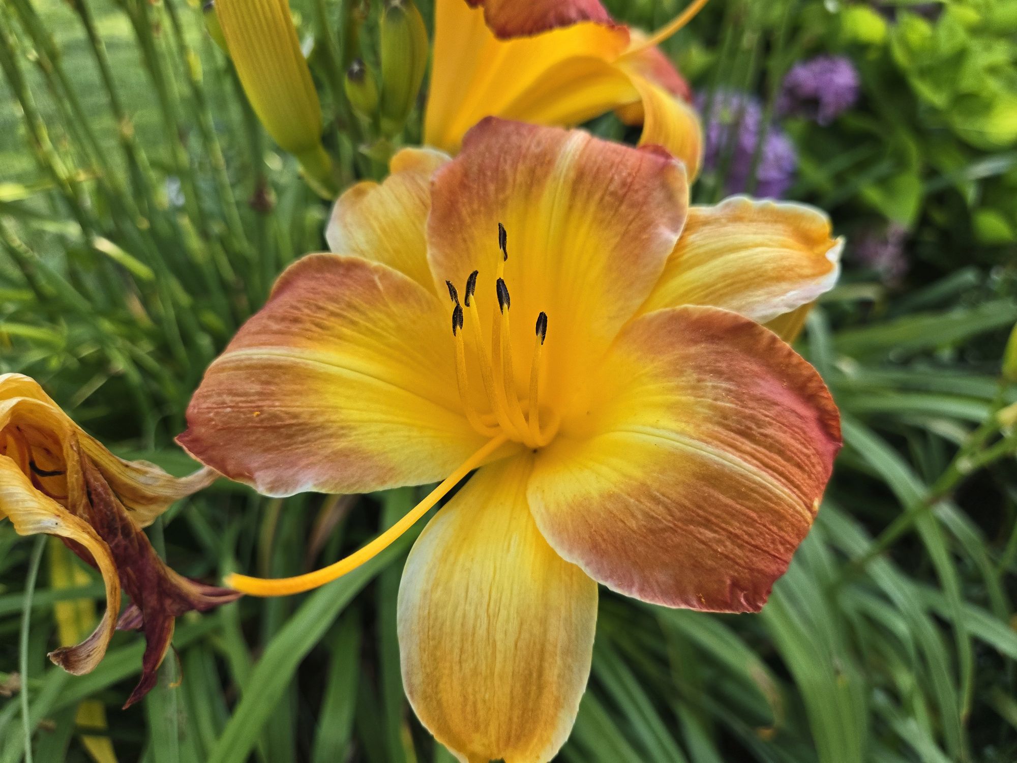 Samsung Galaxy Z Flip 6 camera sample.