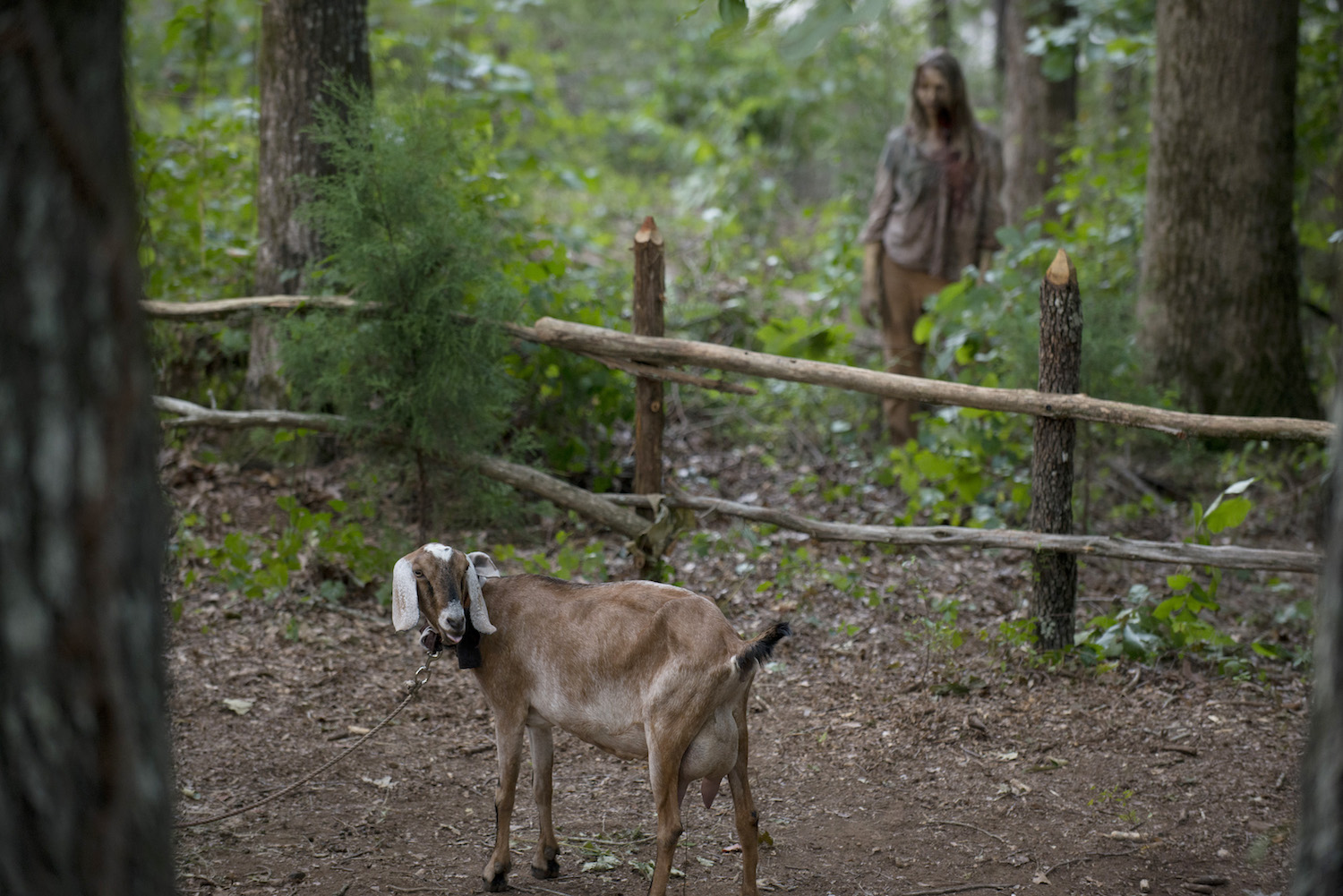 Animals don&#39;t become zombies in AMC&#39;s &#34;The Walking Dead,&#34; which suggests the zombie pathogen is human-specific.