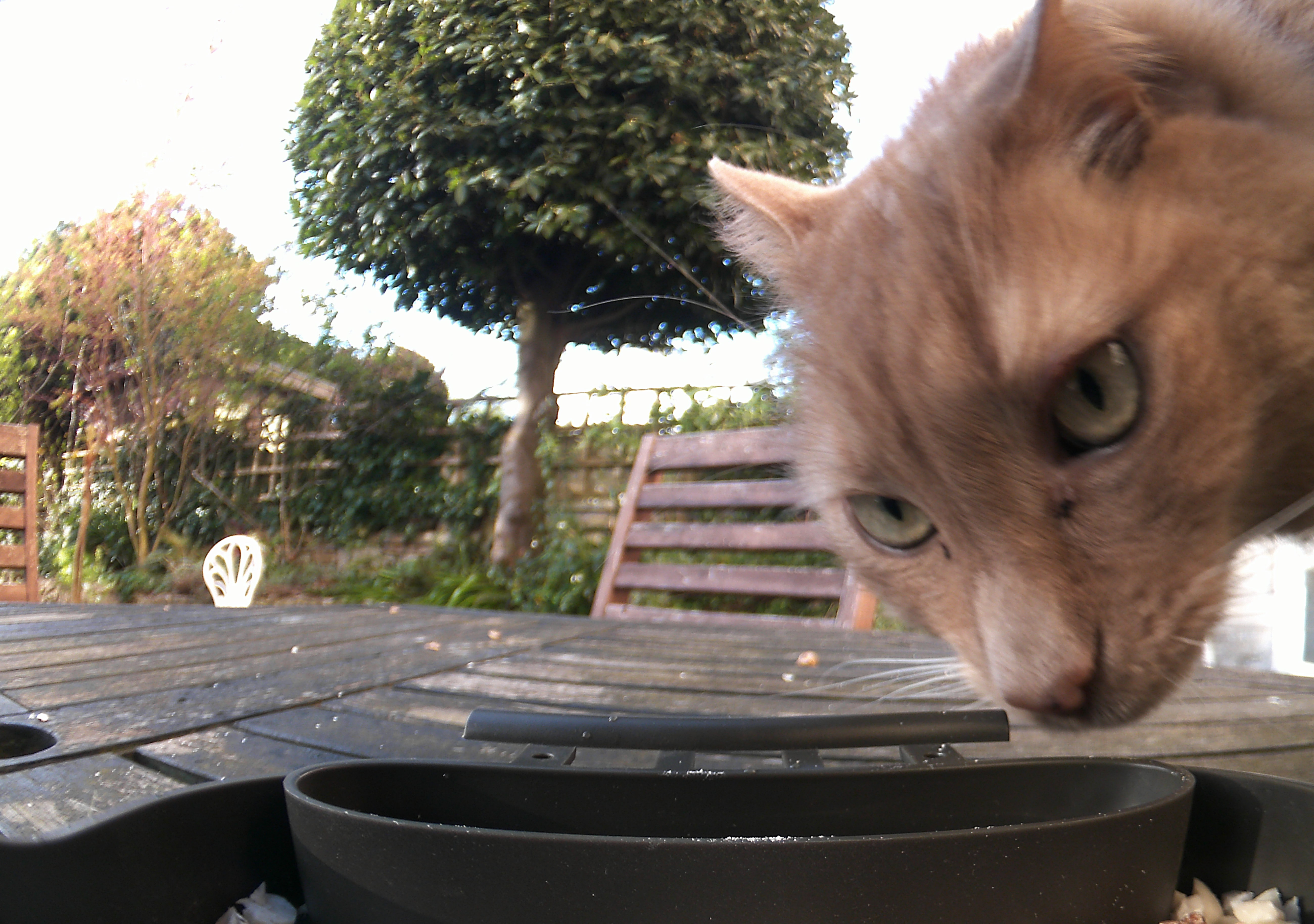 Sample photo taken with Technaxx Bird Feeder Camera