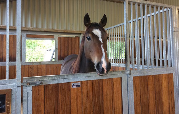 The barn is light and airy and the horses are in great condition