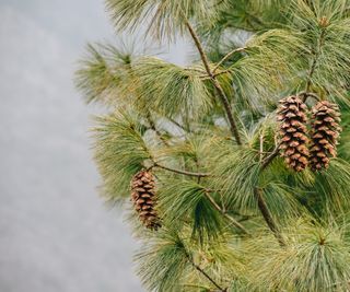 Pine cones growing on pine tree