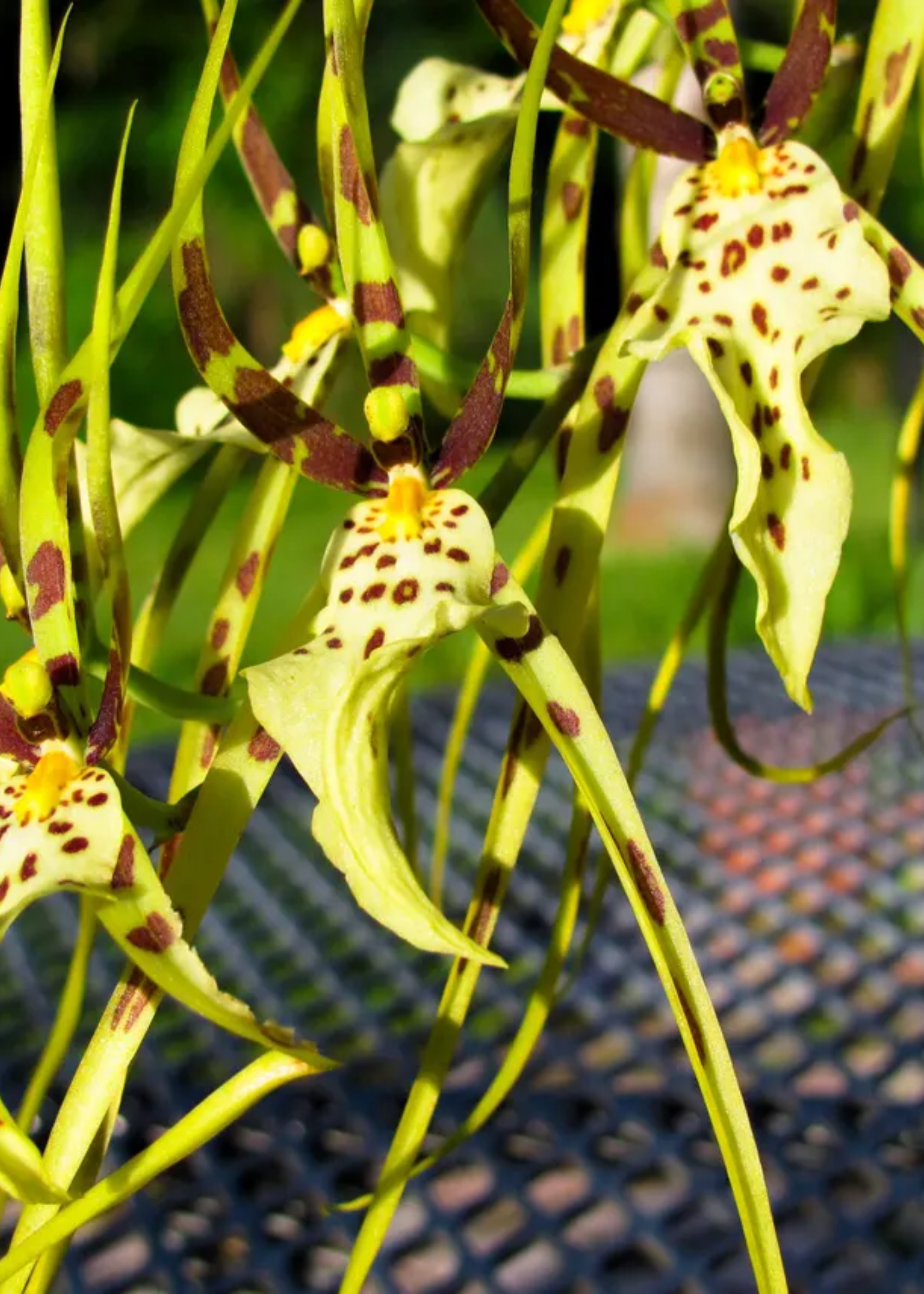 A close-up of brassia orchids