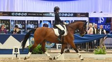 U21 rider Annabelle Wesley and Caroline&rsquo;s Air KM at the Petplan Area Festival Championships 2024