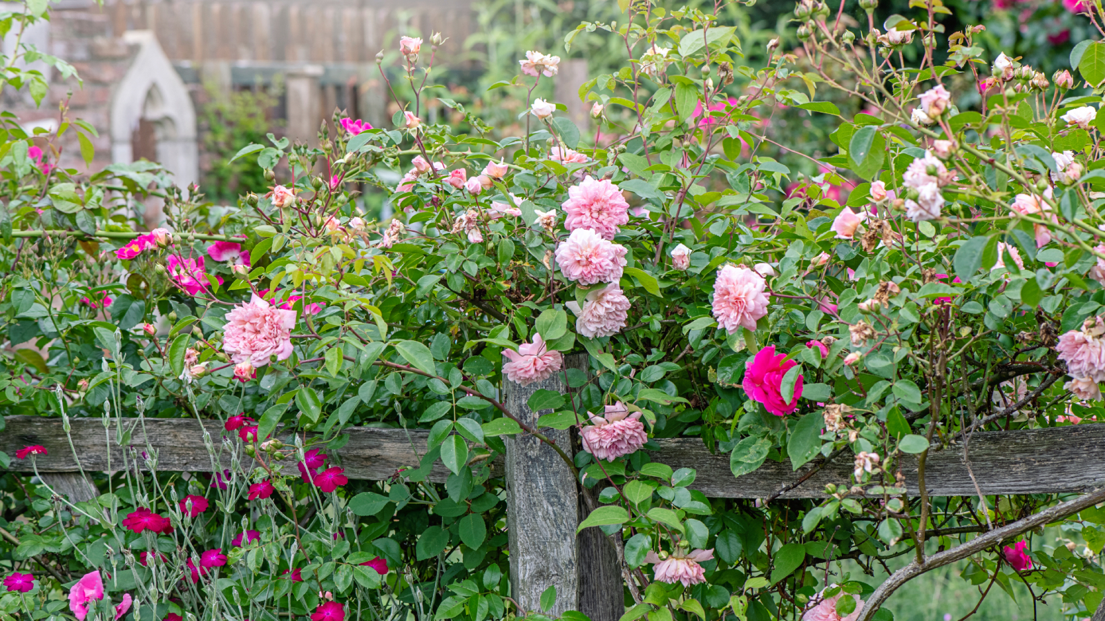 Roses and dianthus growing around fence