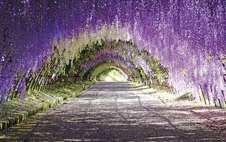 floral arches