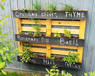 Vertical herb garden made from old pallet