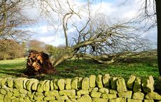 DNG53M Beeley Moor,Derbyshire,UK.27th December 2013.During the night many trees and property were damaged by gale forces winds across the Peak District. Credit: Ian Francis/Alamy Live News