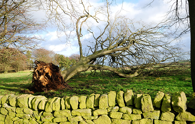 DNG53M Beeley Moor,Derbyshire,UK.27th December 2013.During the night many trees and property were damaged by gale forces winds across the Peak District. Credit: Ian Francis/Alamy Live News